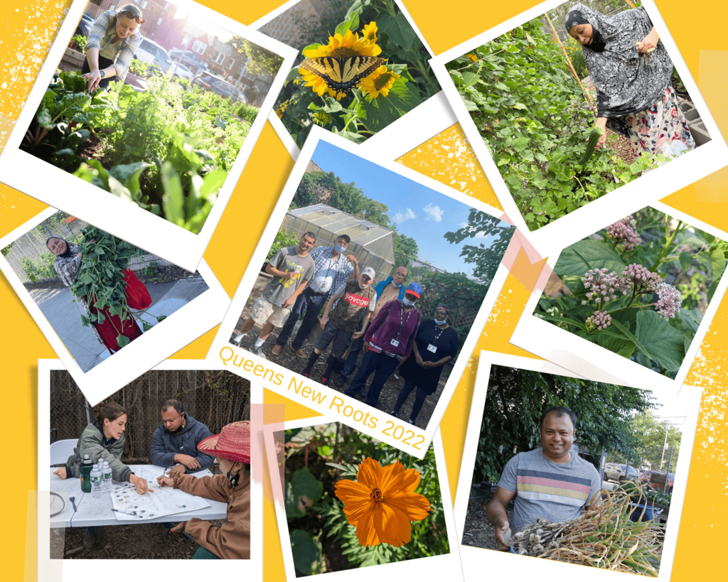 Exciting Harvest at the New Roots Queens Garden! International Rescue